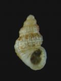 Alvania&nbsp;sculptilis